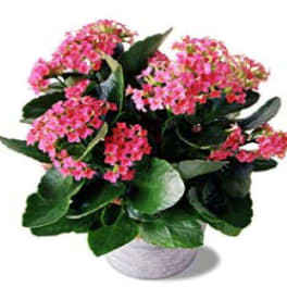 Pink flowering plant in a white pot