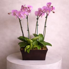 Pink orchids in a rectangular planter on a round pedestal