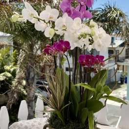 Potted orchids in white and magenta blooms in a metal container