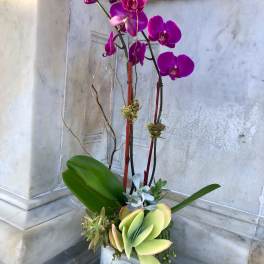 Tall orchid and succulent arrangement in a white container