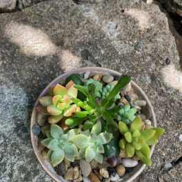 Lasting Summer Succulent Garden