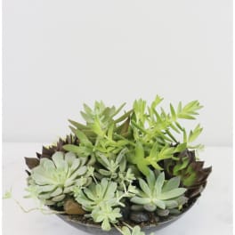 Succulent arrangement in a shallow bowl with pale green and dark burgundy rosettes