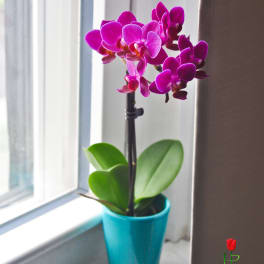 Potted Orchid