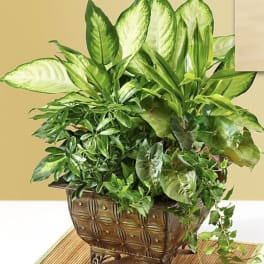 Peaceful dish garden