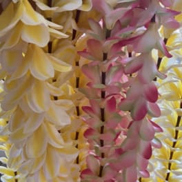 Close-up of hanging pink and yellow orchid garlands