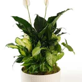 Potted peace lily arrangement with white blooms and mixed green foliage