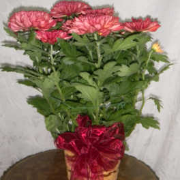 Potted pink chrysanthemums with a red ribbon bow
