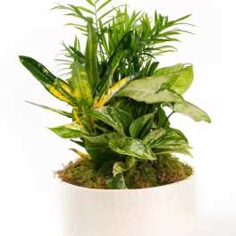 Small Dish Garden