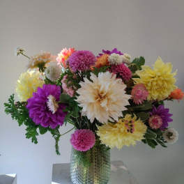Dahlia Daydream