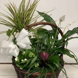 Basket arrangement with white flowers, green plants, and a large white bow