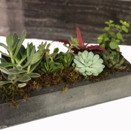 Rectangular planter with assorted succulents and moss