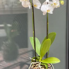 Potted Double Phalaenopsis