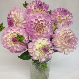 Pink and white dahlias arranged in a clear glass vase
