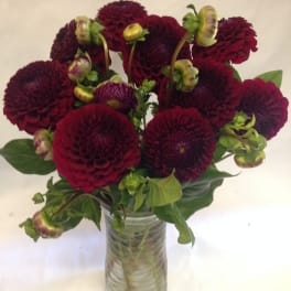 Deep burgundy dahlias in a clear glass vase