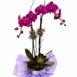 Luxury magenta, orchid arrangement with succulentLuxury magenta, orchid arrangement with Succulents