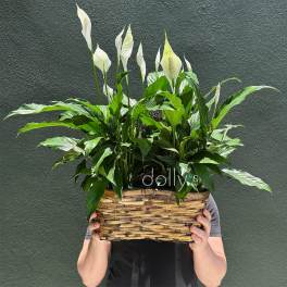 Double Peace Lilies