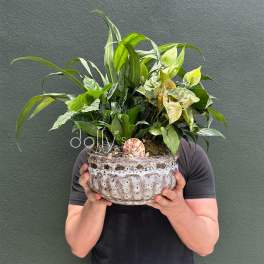Person holding a large potted green plant arrangement in a textured bowl