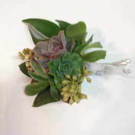 Succulent boutonniere with green and purple rosettes and a white ribbon tie