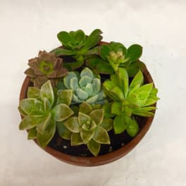 Potted succulent arrangement with multiple rosette plants in a round terracotta pot