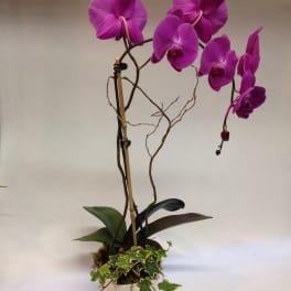 Purple orchid plant in a white pot with trailing ivy