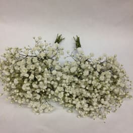 Two bunches of white baby's breath flowers on a plain background