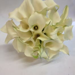 Bouquet of white calla lilies on a plain background