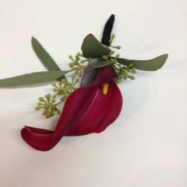 Single burgundy calla lily with green foliage on a white background
