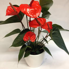 Red anthurium plant in a white pot