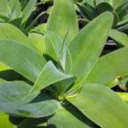 Close-up of broad green plant leaves