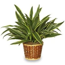 STRIPED DRACAENA PLANT Dracaena deremensis 'Warneckei'