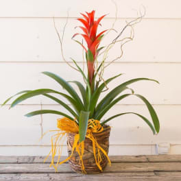 Bromeliad Paradise