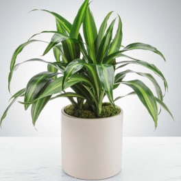 Dracaena Plant