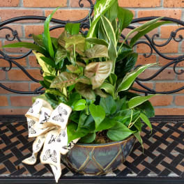 Potted green houseplant arrangement with a decorative bow
