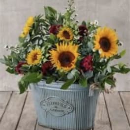 Sunflower arrangement in a blue metal container
