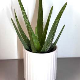 Potted aloe plant in a white ceramic pot