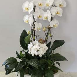 Potted arrangement with white peace lilies and dark green foliage in a gold bowl