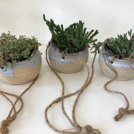 Three small potted succulents in ceramic bowls with rope handles