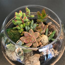 Succulent arrangement in a round glass bowl with moss and stones