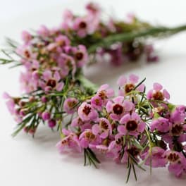 Pink waxflower garland laid on a white surface