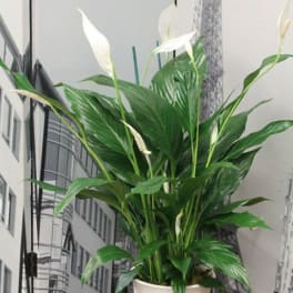 Peace lily