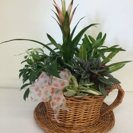 Basket arrangement of assorted green houseplants with a polka-dot bow