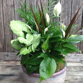 Tropical potted plant arrangement with white peace lilies in a ceramic bowl
