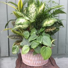 Mixed green houseplants in a decorative ceramic pot