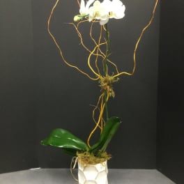 White orchid arrangement in a geometric white pot with tall curly branches