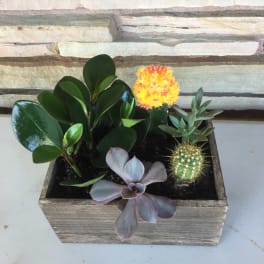 Succulent Box