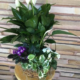 Mixed potted plant arrangement with white peace lilies and small purple and white blooms