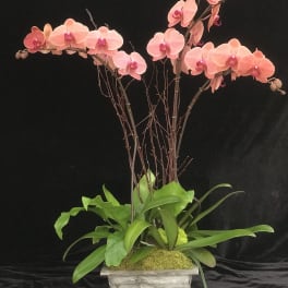 Pink orchids arranged in a square planter with green foliage