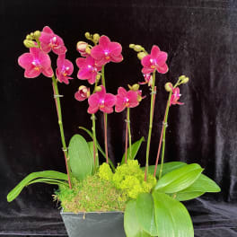 Pink orchids arranged in a rectangular planter with moss