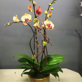 Potted orchid arrangement with yellow and orange blooms in a gold container