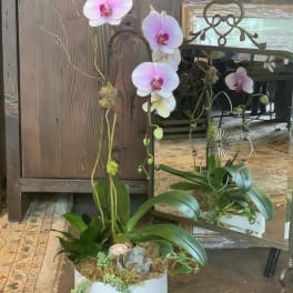 Potted orchid arrangement with pink-white blooms and succulents in a white container